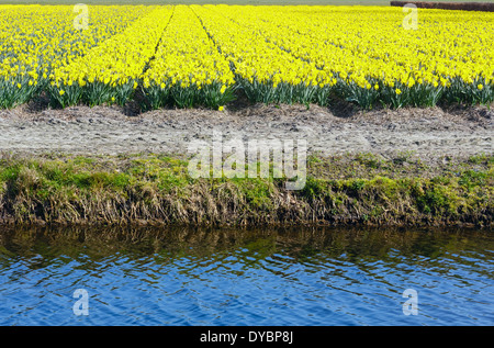 Beautiful meadow of yellow daffodils in the spring time. Stock Photo