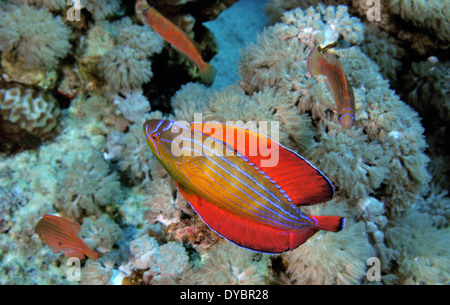 Male and female eightline flasher wrasse, Paracheilinus octotaenia, Gulf of Aqaba, Red Sea, Jordan Stock Photo