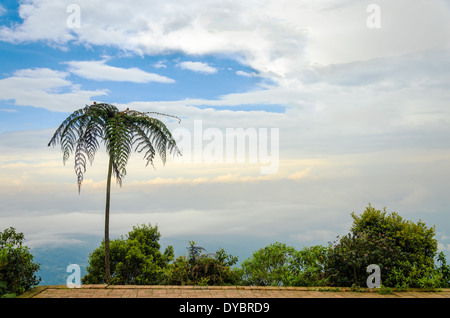 A palm tree on the edge of a cliff with nothing but clouds behind it Stock Photo