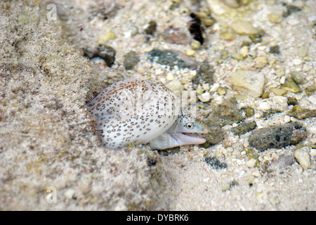 Peppered moray eel, Gymnothorax pictus, tide pool in Nukuhione islet, Wallis Island, Wallis and Futuna, Melanesia, South Pacific Stock Photo
