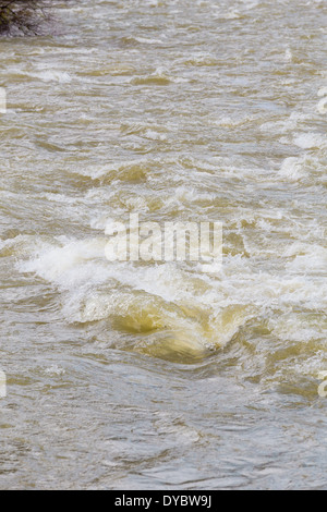 High water river rapids on the Willamette in Oregon. Stock Photo