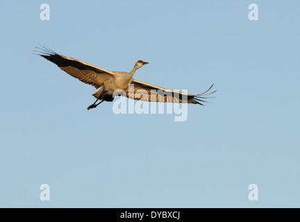 Sandhill Crane flying over the water and the hills at Bosque Del Apache National Wildlife Reserve, New Mexico USA Stock Photo