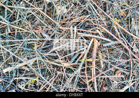 Dry tree branches Stock Photo