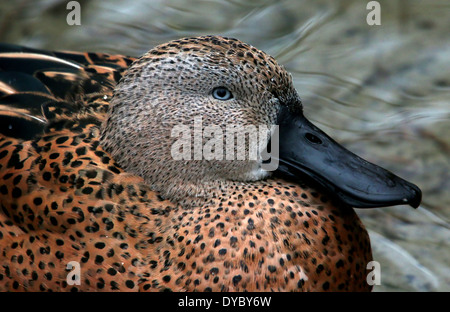 Male  Red Shoveler  (Anas platalea) close-up, a dabbling ducks species native to southern South America Stock Photo