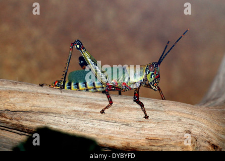 African Variegated Grasshopper (Zonocerus variegatus) close-up Stock Photo