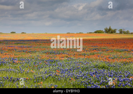 Field of Texas Bluebonnets and Indian Paintbrush wildflowers with sun and shadows along Texas FM 362 at Whitehall, Texas. Stock Photo
