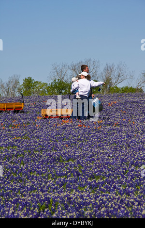 Couple with children and wagons taking photos in a field of Texas Bluebonnets along Texas Farm-to-Market road 362 at Whitehall, Texas. Stock Photo
