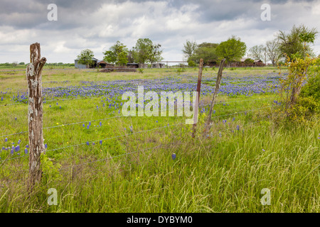 Field of Texas Bluebonnets and Indian Paintbrush wildflowers along Texas FM 362 at Whitehall, Texas. Stock Photo