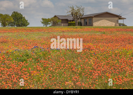 Field of Indian Paintbrush and other wildflowers at Old Baylor College State Park in Texas. Stock Photo