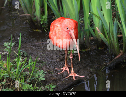 Close-up of a Scarlet Ibis (Eudocimus ruber) foraging near a lake Stock Photo