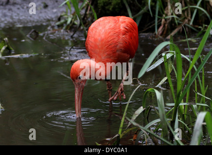 Close-up of a Scarlet Ibis (Eudocimus ruber) foraging in a lake Stock Photo