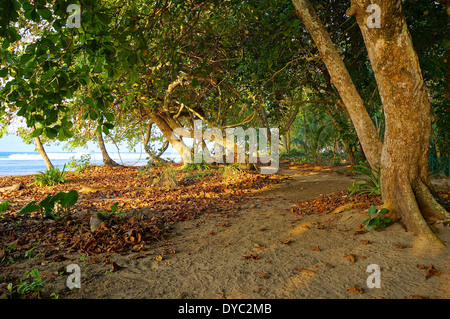 Sandy path under trees along the tropical coast with sunlight through the foliage, Caribbean, Puerto Viejo, Costa Rica Stock Photo