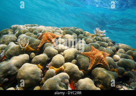 Underwater coral with two starfish and water surface in background, Caribbean sea Stock Photo