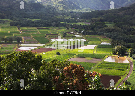 Hanalei Valley overview of trees and taro crops in mixed stages of development (Colocasia esculenta) on the north shore of Kauai, Hawaii Stock Photo