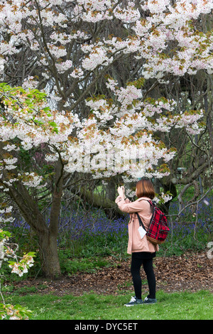 Teenage Japanese tourist taking a photo on a smart phone of cherry tree blossom. Kew Gardens. London, England Stock Photo