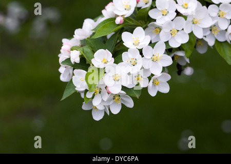 Malus floribunda. Japanese flowering crab apple. Stock Photo