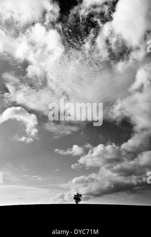 Tree silhouette single black and white line isolated remote alone ...