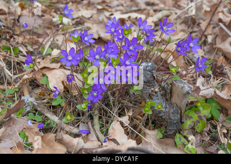 Blue liverwort (Hepatica nobilis) in oak and pine forest, April, Stockholm, Sweden.