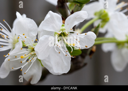 A Victoria Plum tree, Prunus domestica. Stock Photo