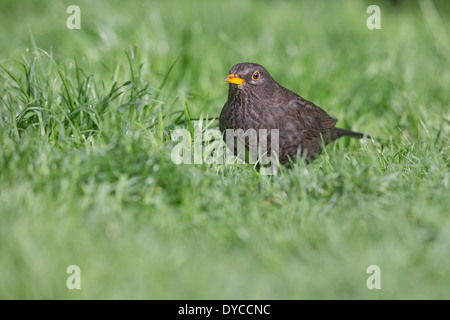Female Common Blackbird (Turdus merula) standing in grass Stock Photo