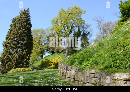 Landscaped garden in spring: trees coming into leaf, bluebells flowering on a bank Stock Photo