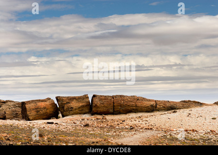 Petrified Forest, Monumento Nacional Bosques Petrificados, Patagonia, Province of Santa Cruz, Argentina Stock Photo