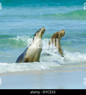 Australian Sea Lion (Neophoca cinerea), Kangaroo Island, South Australia, SA, Australia Stock Photo