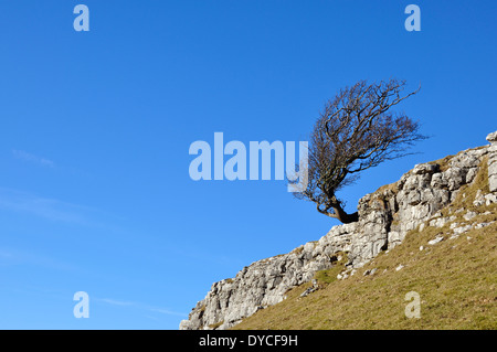 tree on limestone with blue sky in yorkshire dales Stock Photo