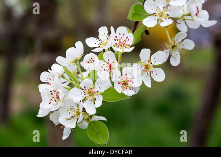 Blossoming Pear (Pyrus sp.) Stock Photo