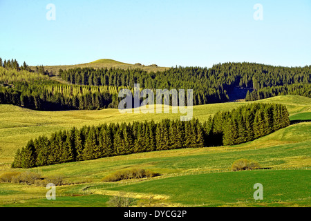 forest, Cezallier, Puy-de-Dome, Auvergne, Massif-Central, France Stock Photo