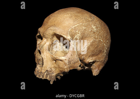 Cro-Magnon Man Skull Replica Stock Photo