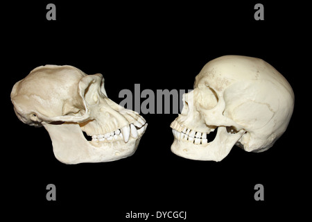 Comparison Between Skull Of Male Chimpanzee And Modern Human Homo sapiens Stock Photo
