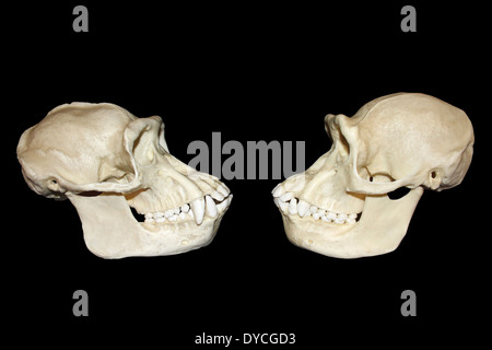 Side View Comparison Between Male And Female Chimpanzee Skulls Stock Photo