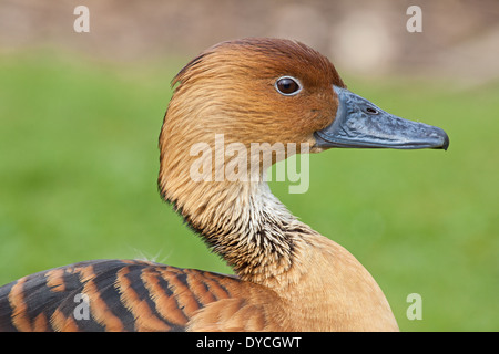 Fulvous Whistling-duck Stock Photo