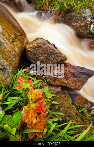 River stream and fall colors at the island Runde in Herøy kommune, Møre og Romsdal fylke, on the west coast of Norway. Stock Photo