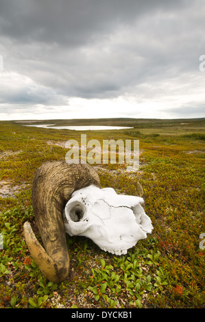 Musk Oxen skull on the tundra in an area called The Barrenlands, near Whitefish lake, Northwest Territories, Canada. Stock Photo