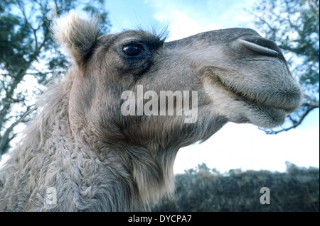 Camels like this one-humped dromedary in Australia have long eyelashes to help keep blowing desert sands and the bright sun out of their big eyes. Stock Photo