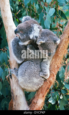 A young koala clings to the back of its mother while they rest in the V-shaped notch of a eucalyptus tree in Brisbane, Australia Stock Photo