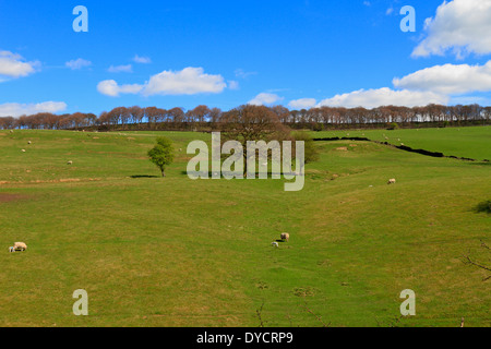 Sheep with lambs from the Trans Pennine, Trail Upper Don Trail, Wortley, Barnsley, South Yorkshire, England, UK. Stock Photo