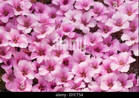 Alpine purple saxifrage minute pink flowers create a micro carpet of bloom in early Spring Stock Photo