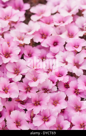 Alpine purple saxifrage minute pink flowers create a micro carpet of bloom in early Spring Stock Photo