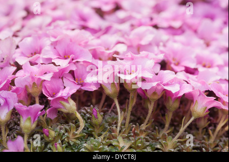 Alpine purple saxifrage minute pink flowers create a micro carpet of bloom in early Spring Stock Photo