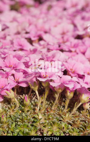 Alpine purple saxifrage minute pink flowers create a micro carpet of bloom in early Spring Stock Photo