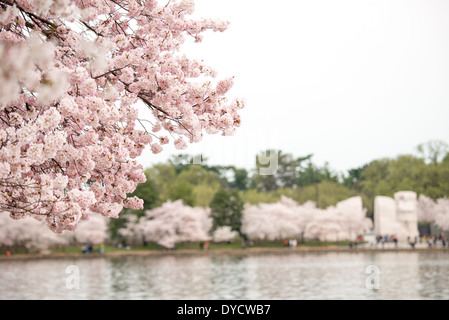 WASHINGTON DC, USA - Washington DC's famous cherry blossoms in full bloom around the Tidal Basin, with the MLK Memorial in the background to the right. Stock Photo