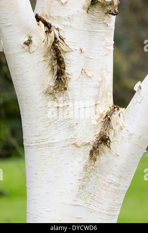 White bark of the ornamental birch, Betula utilis var. jacquemontii Stock Photo