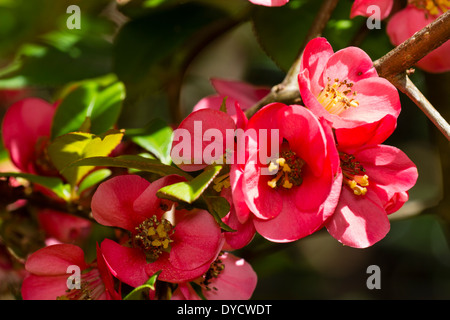 Flowers of the hybrid Japanese quince, Chaenomeles x superba 'Pink Lady' Stock Photo