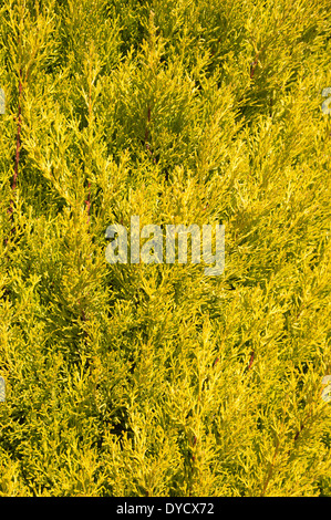 details of small delicate leaves of conifer cypress tree leylandii Stock Photo