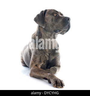 italian mastiff in front of white background Stock Photo