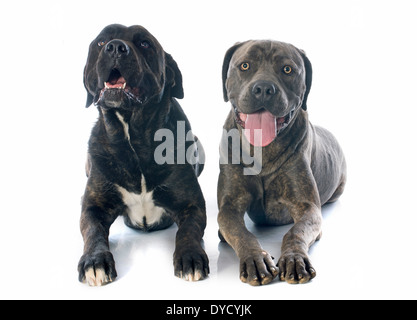 italian mastiff in front of white background Stock Photo