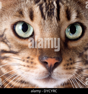 portrait of a purebred bengal cat on a white background Stock Photo
